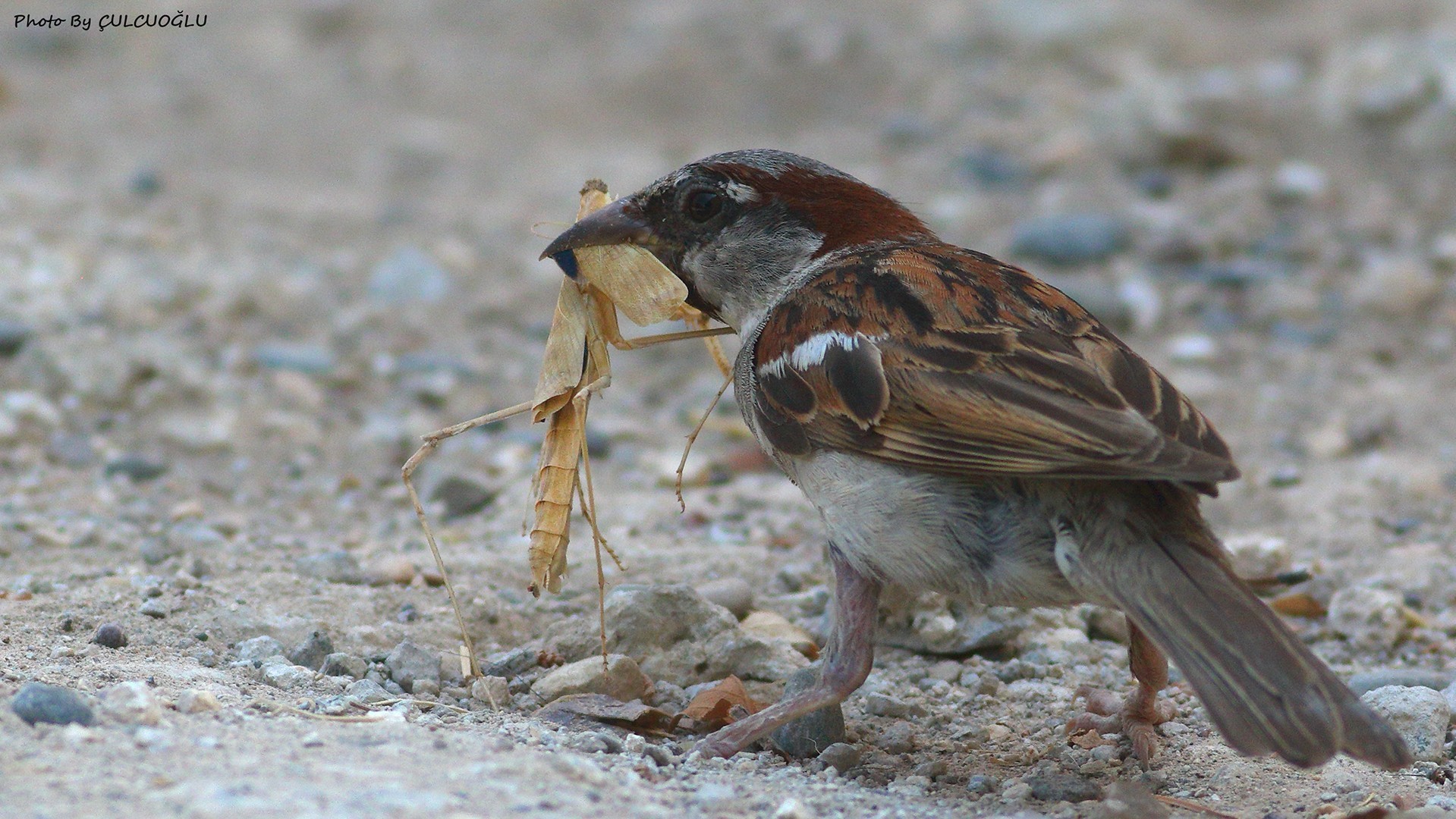House Sparrow