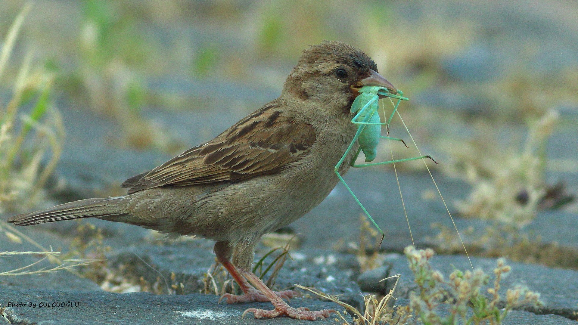 House Sparrow