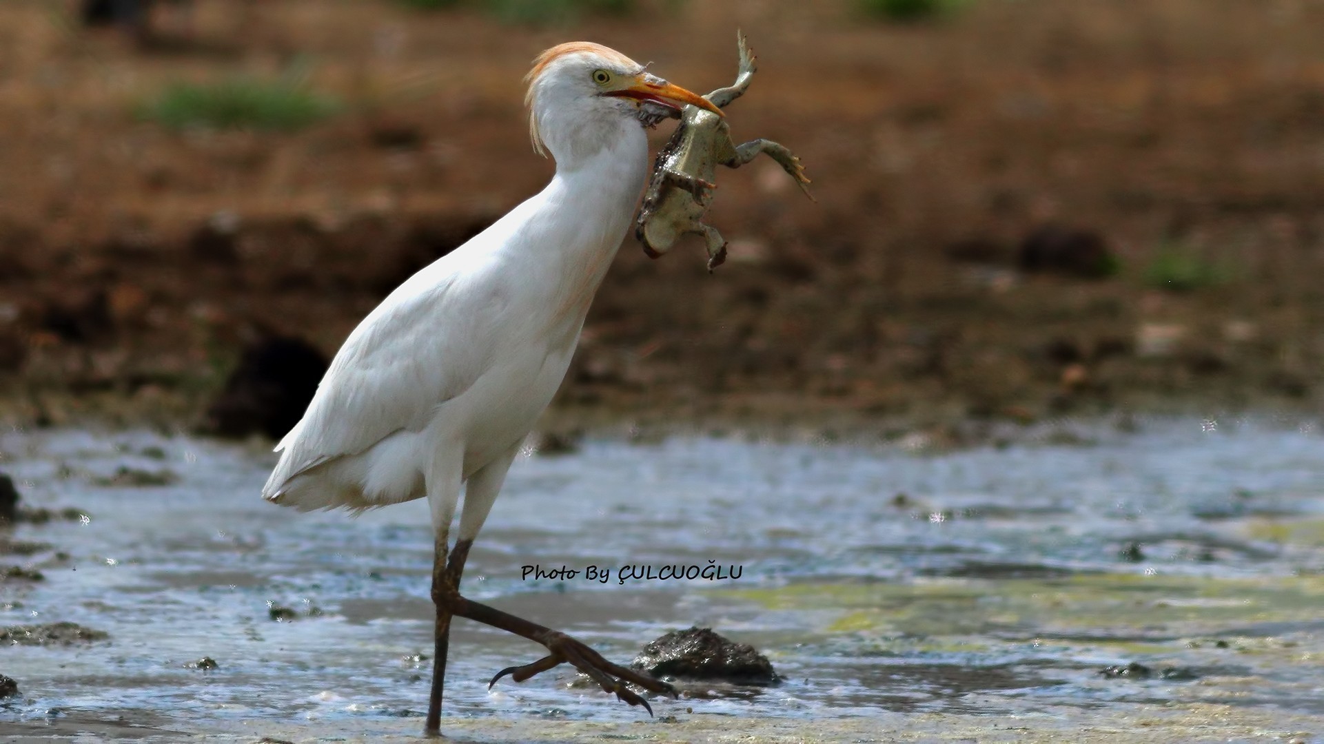 Cattle Egret