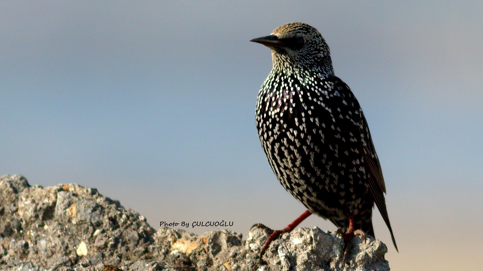 European Starling