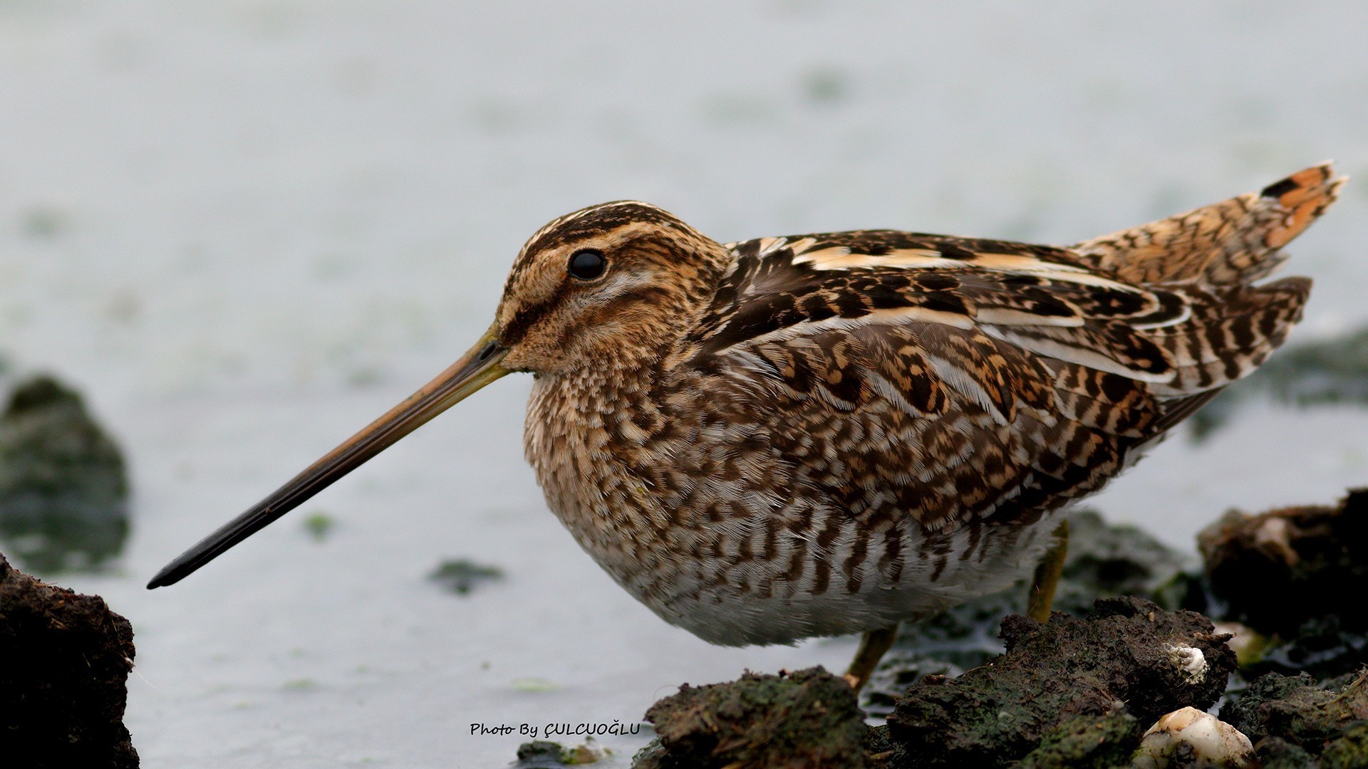 Common Snipe