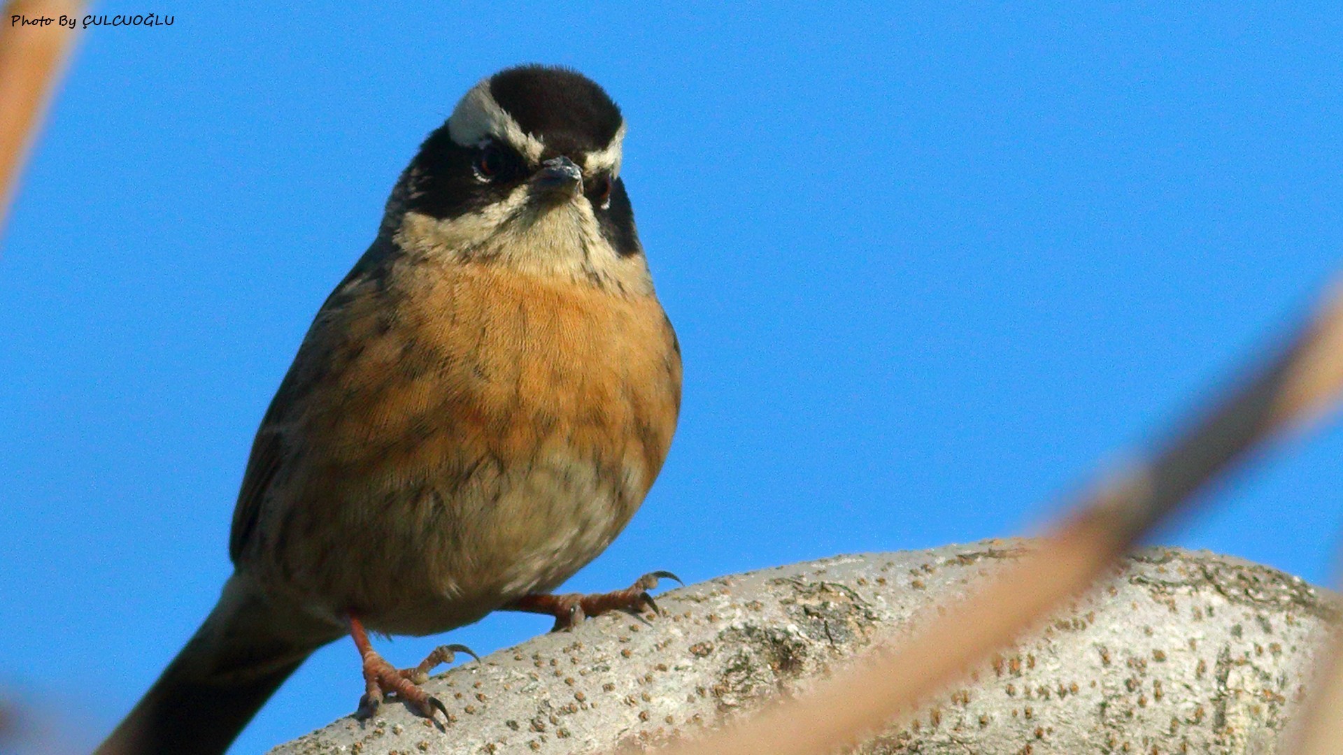 Radde's Accentor