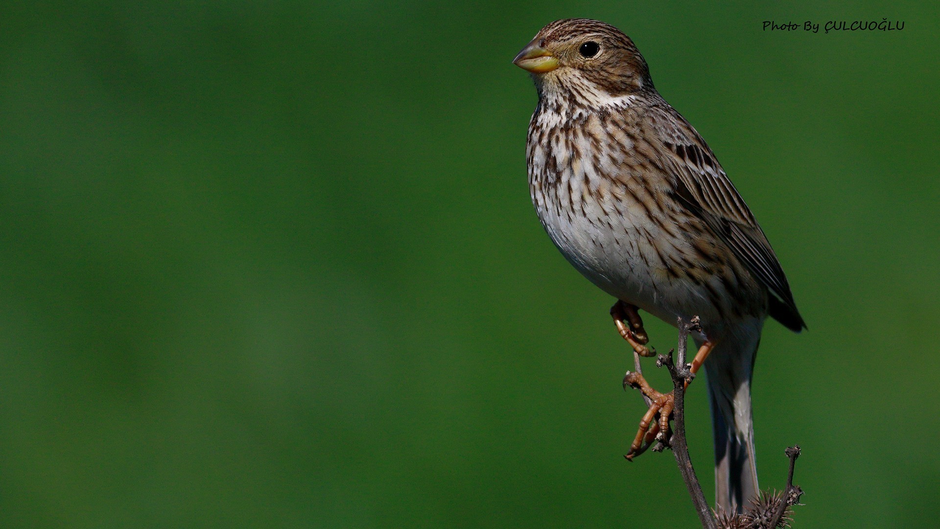 Corn Bunting