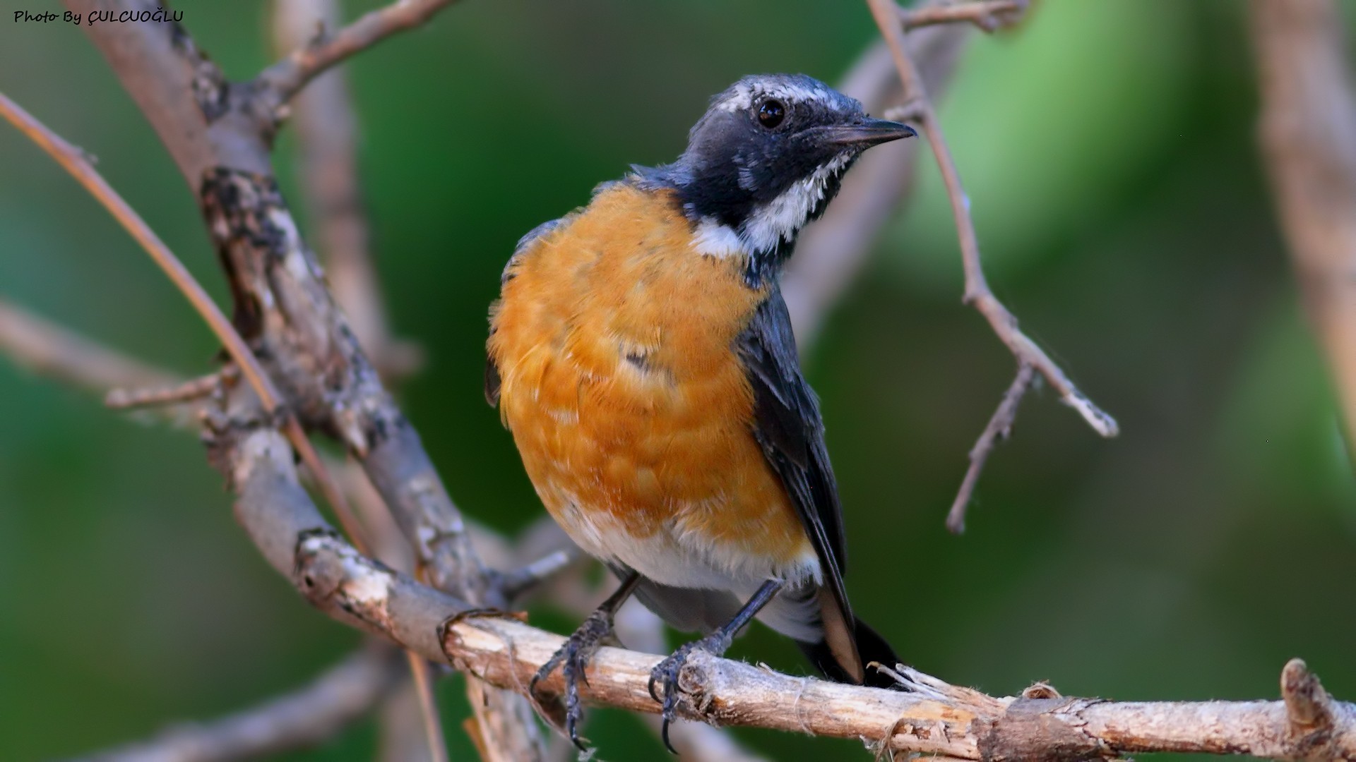 White-throated Robin