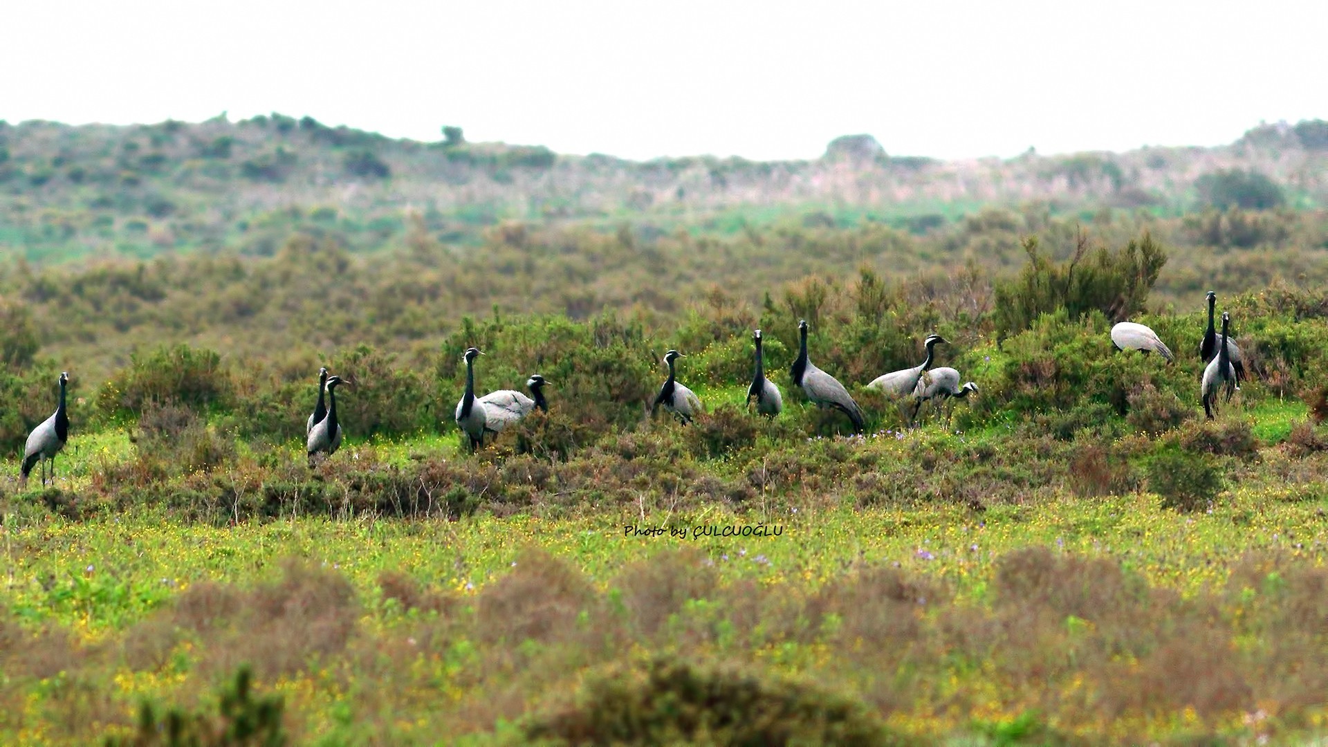 Demoiselle Crane