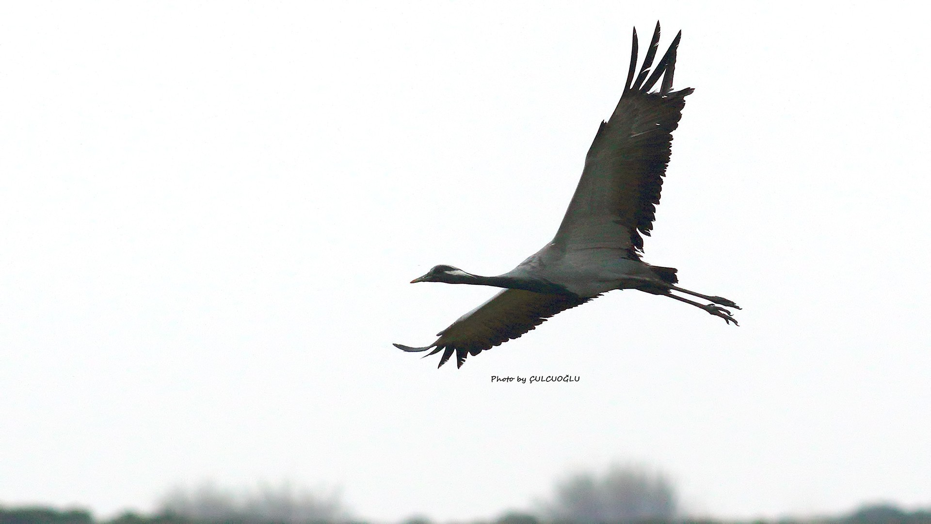 Demoiselle Crane
