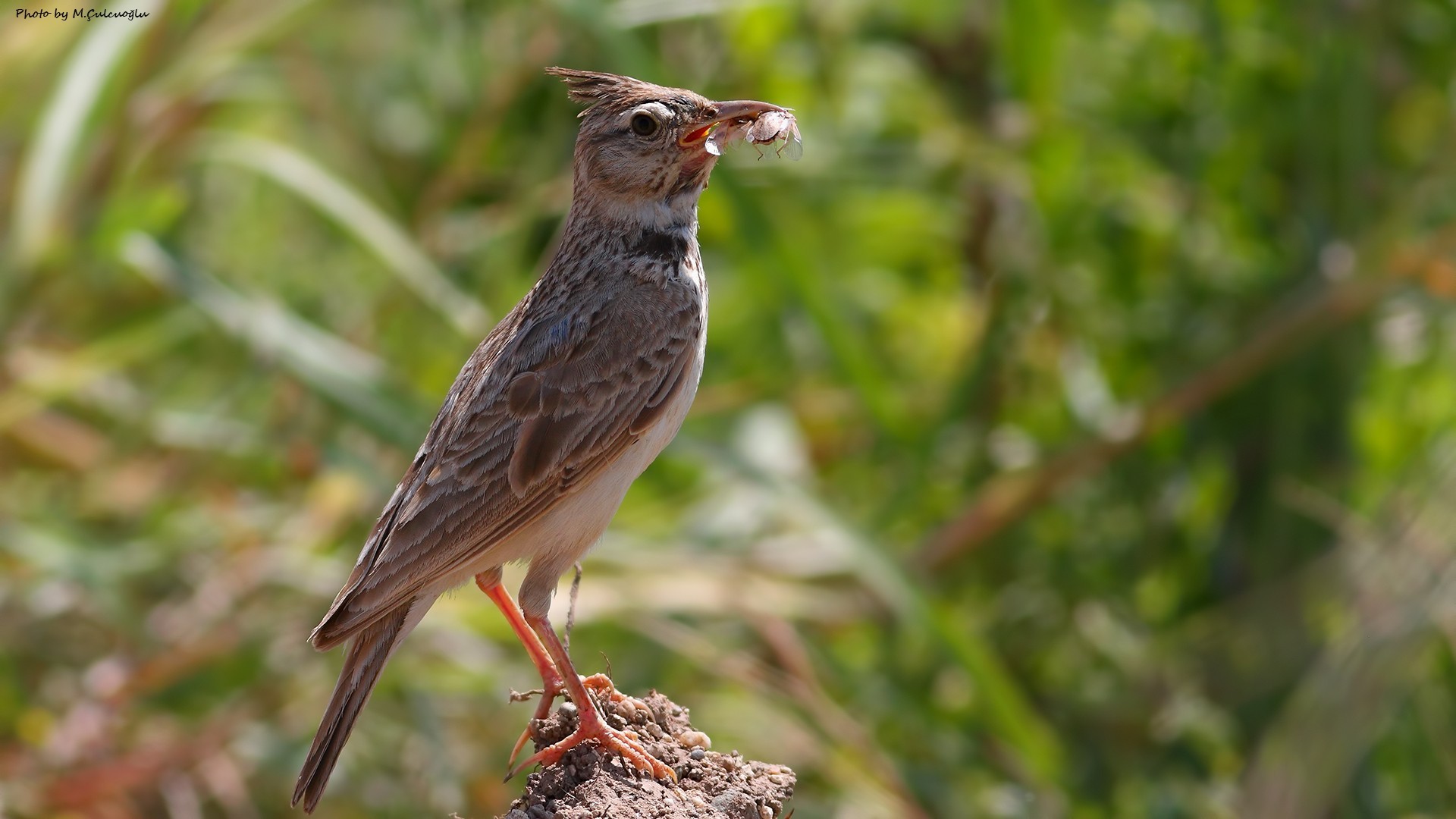 Oriental Skylark