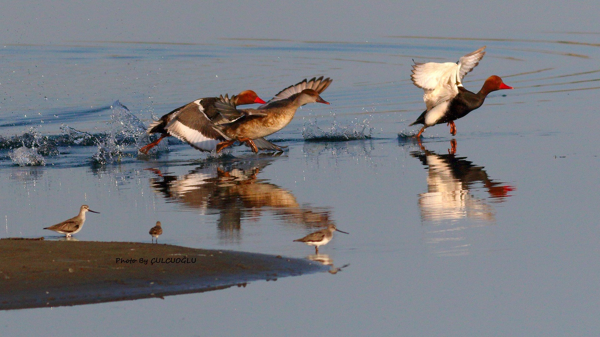 Terek Sandpiper