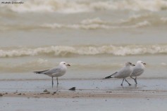 Audouin's Gull