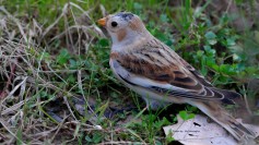 Snow Bunting