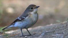 Semi-collared Flycatcher