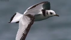 Black-legged Kittiwake