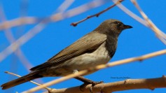Black-throated Thrush