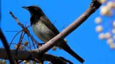 Black-throated Thrush