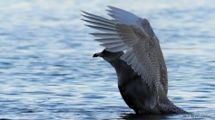 Glaucous Gull