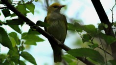 Eurasian Golden Oriole