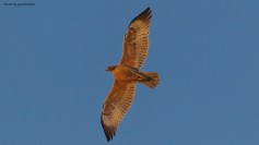 Bonelli's Eagle