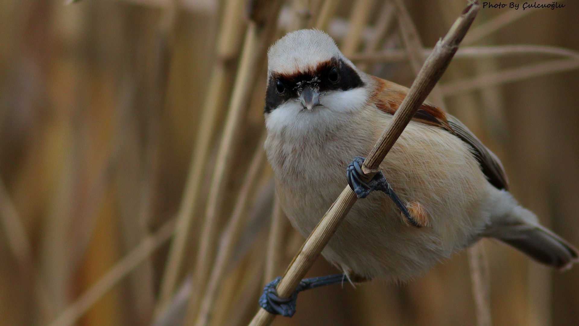 Eurasian Penduline-tit