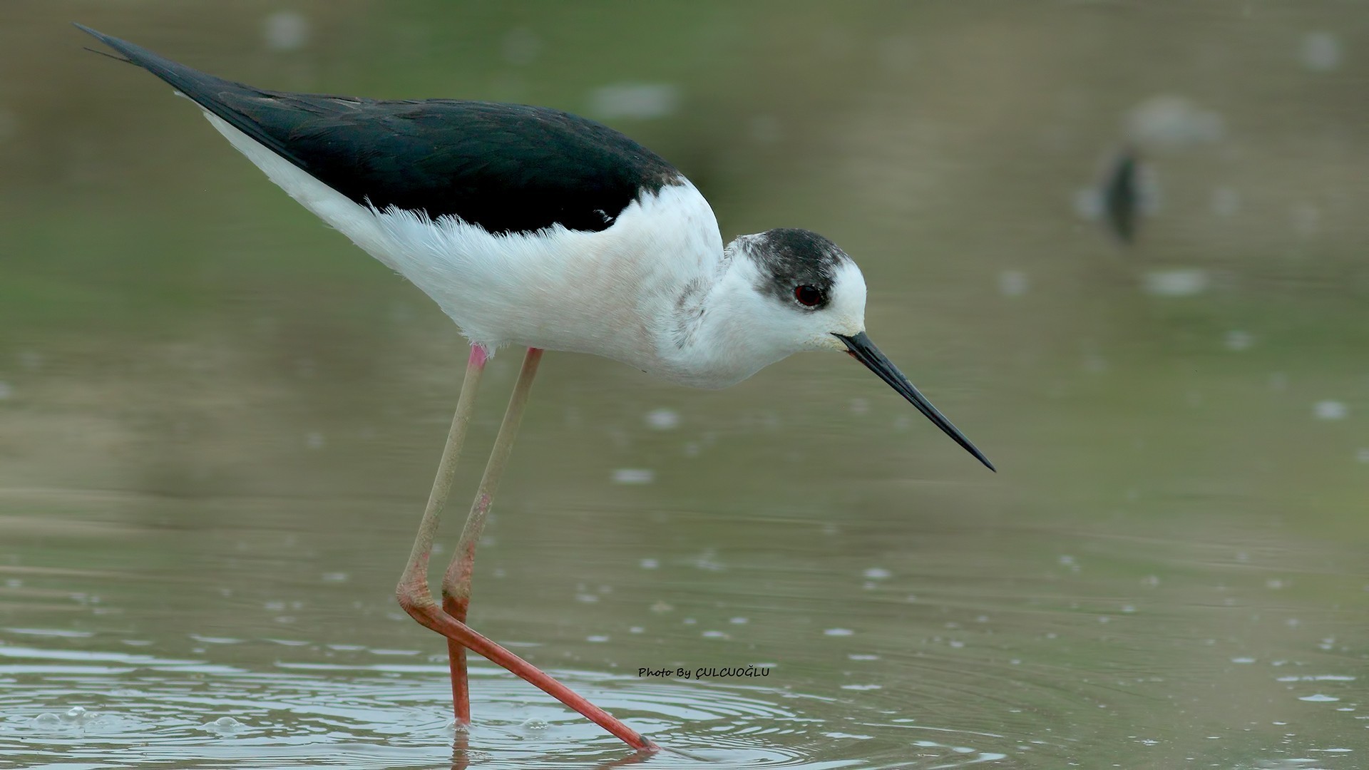 Black-winged Stilt