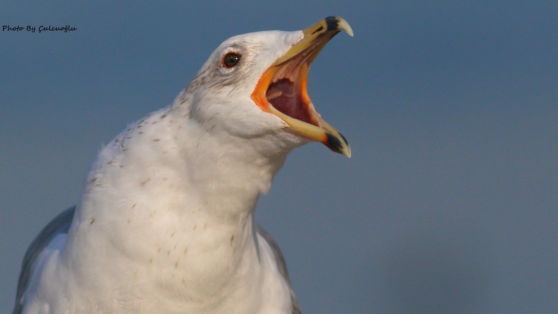 Armenian Gull