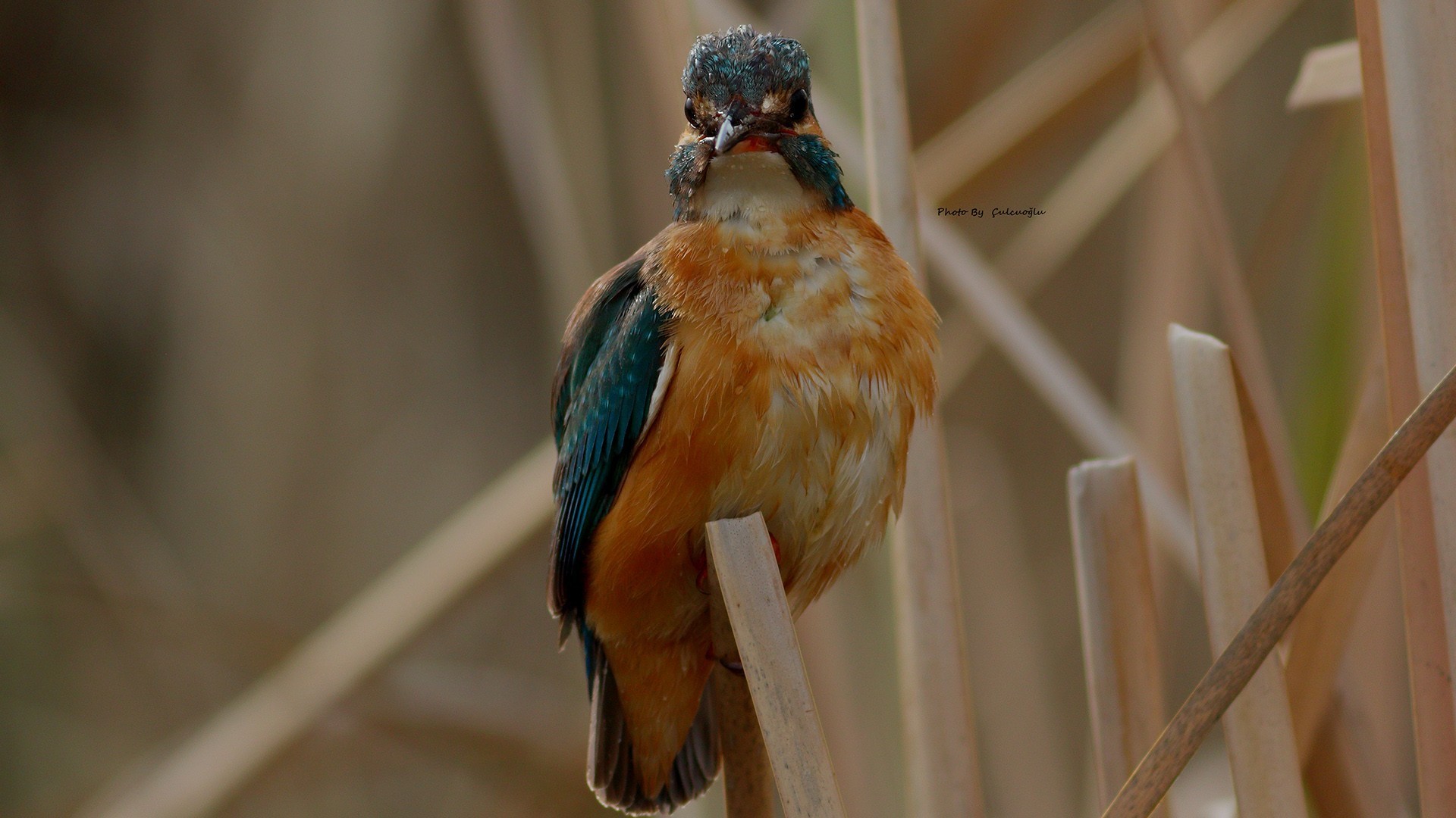 Common Kingfisher