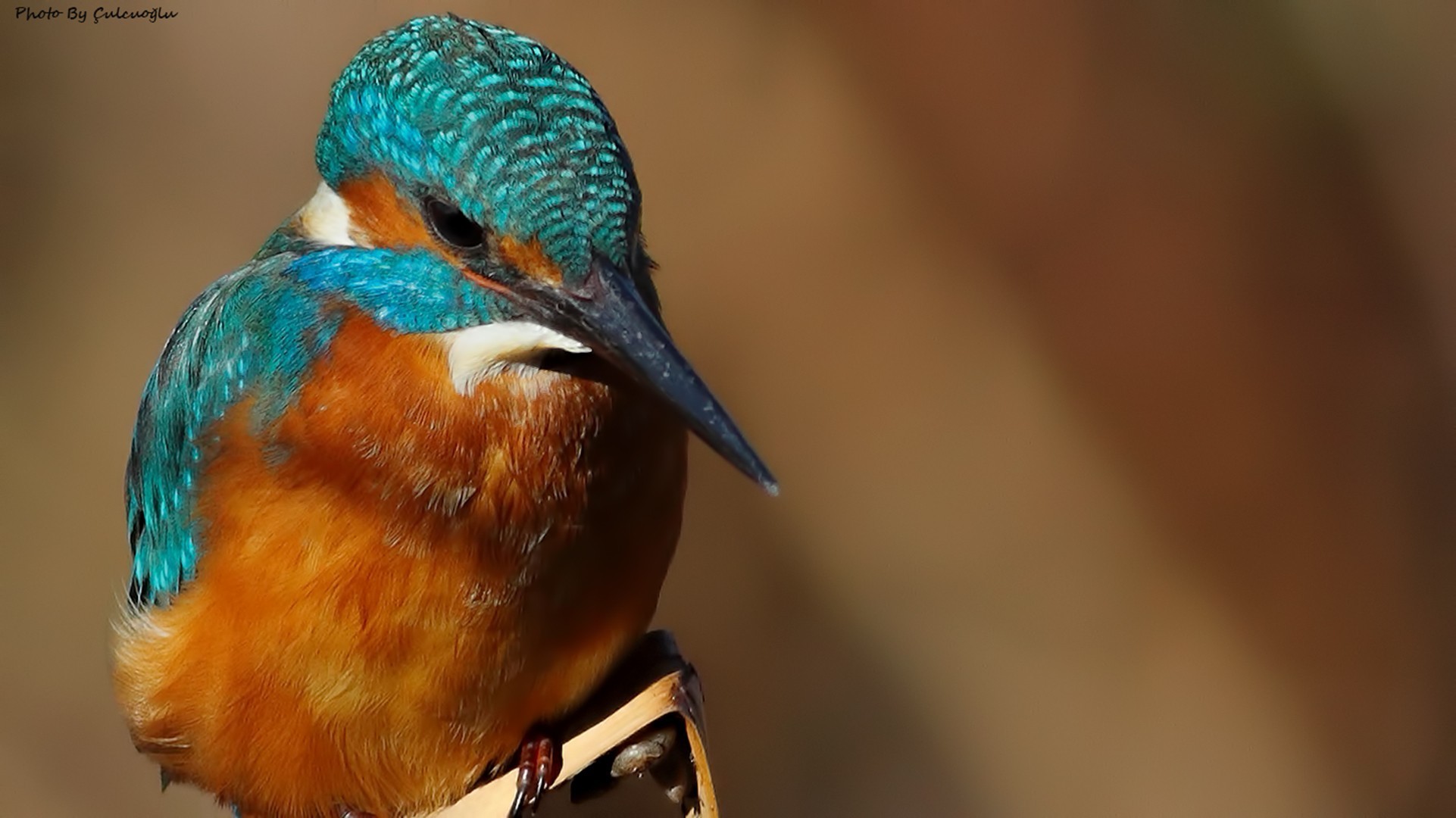 Common Kingfisher