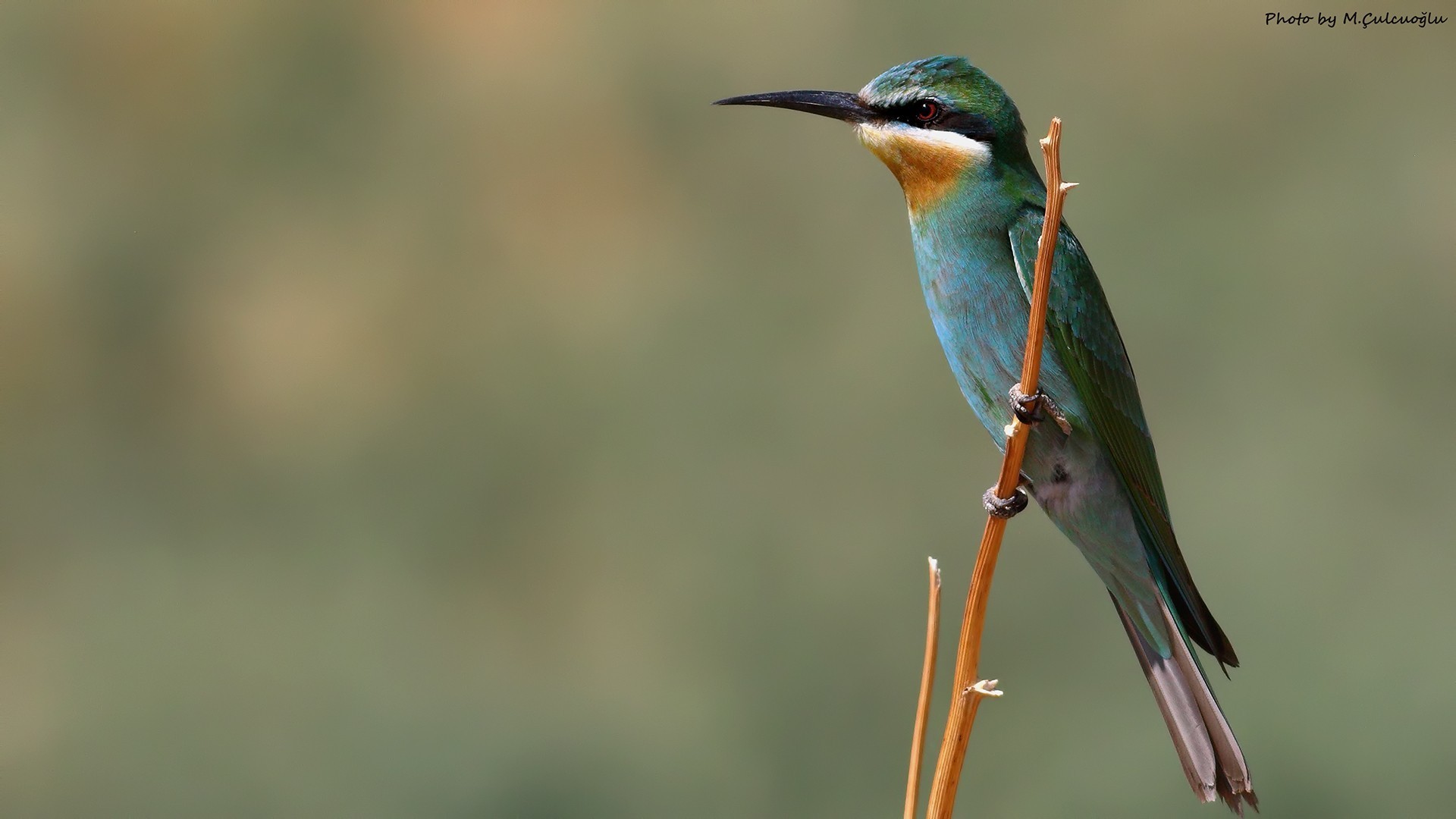 Blue-cheeked Bee-eater