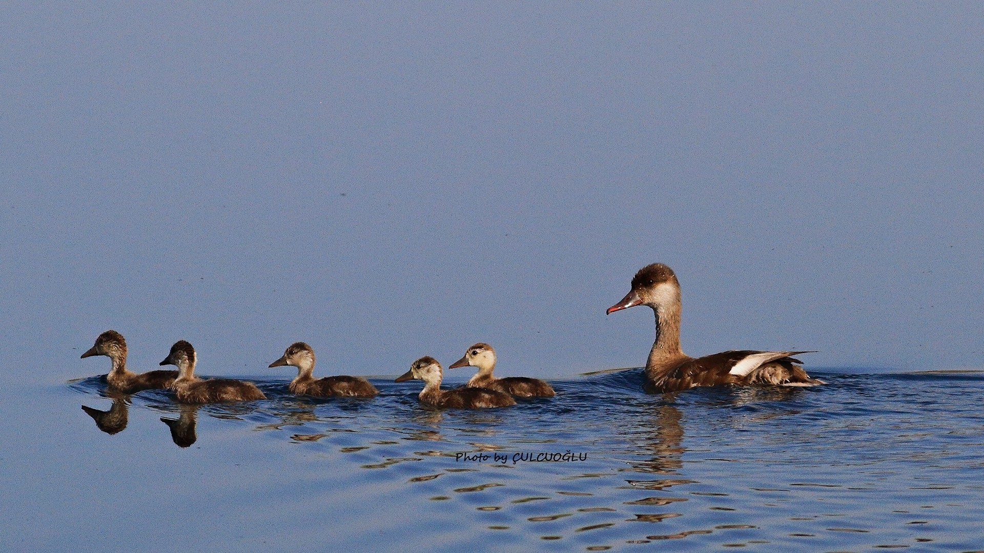 Mallard