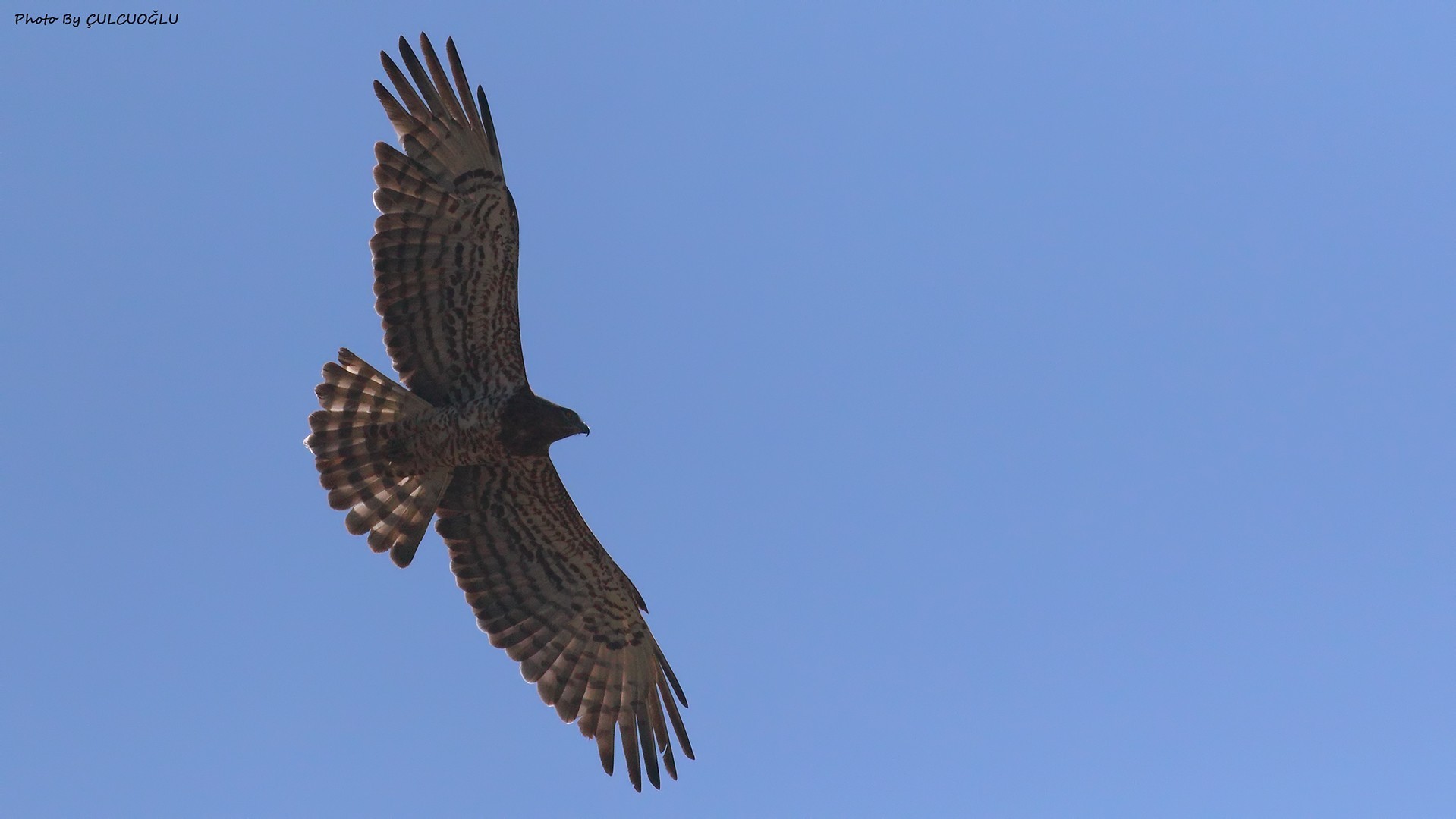 Short-toed Snake-Eagle