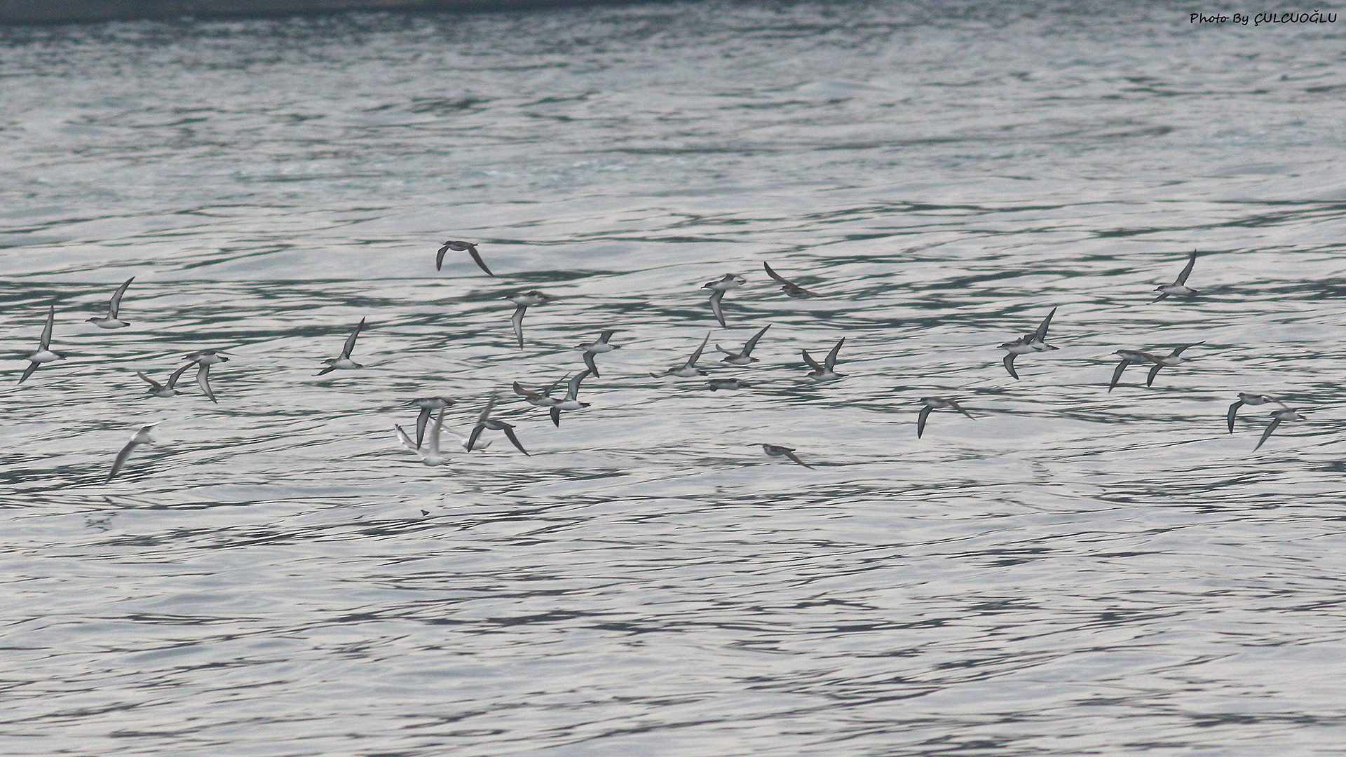 Yelkouan Shearwater