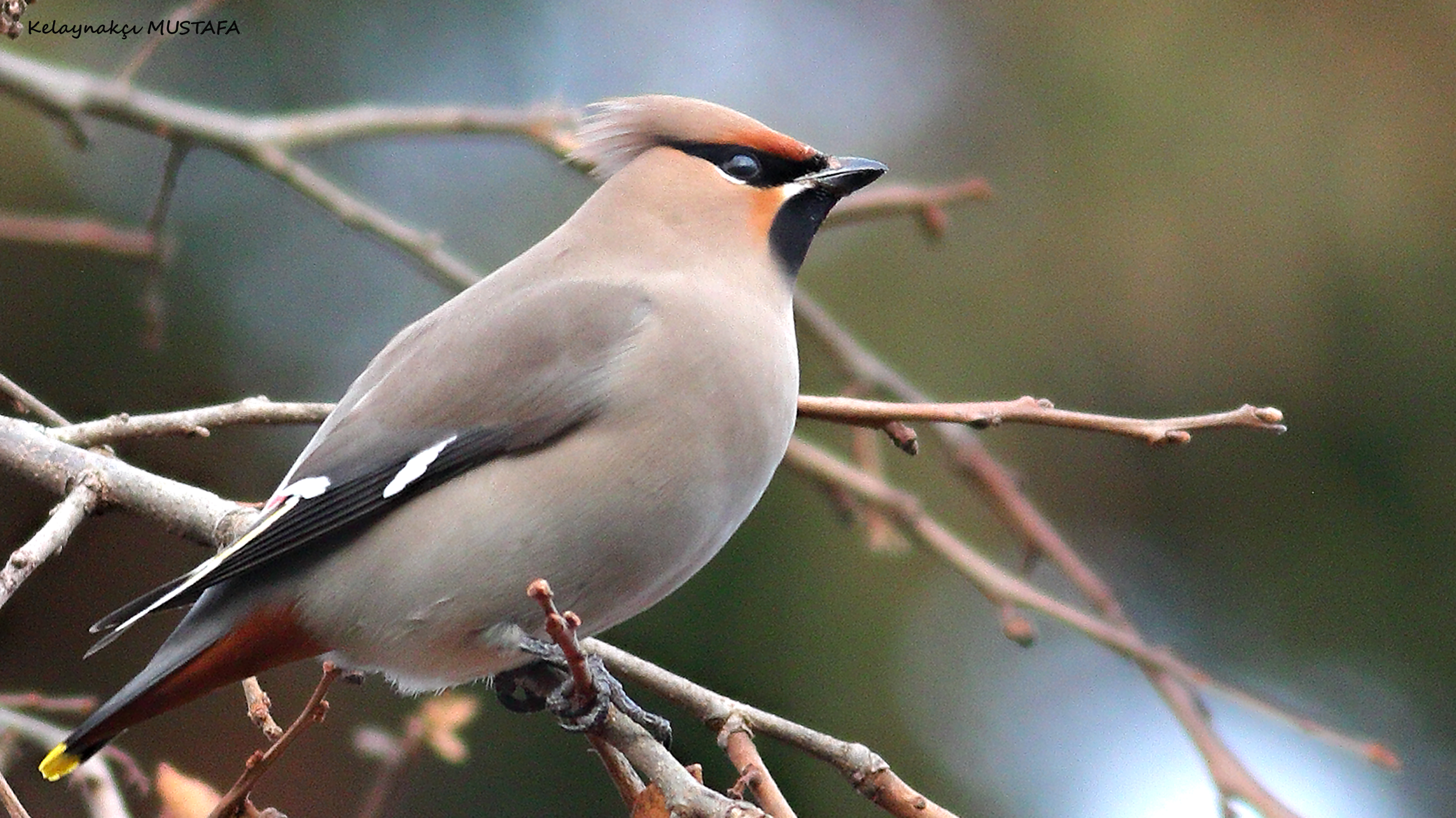 Bohemian Waxwing