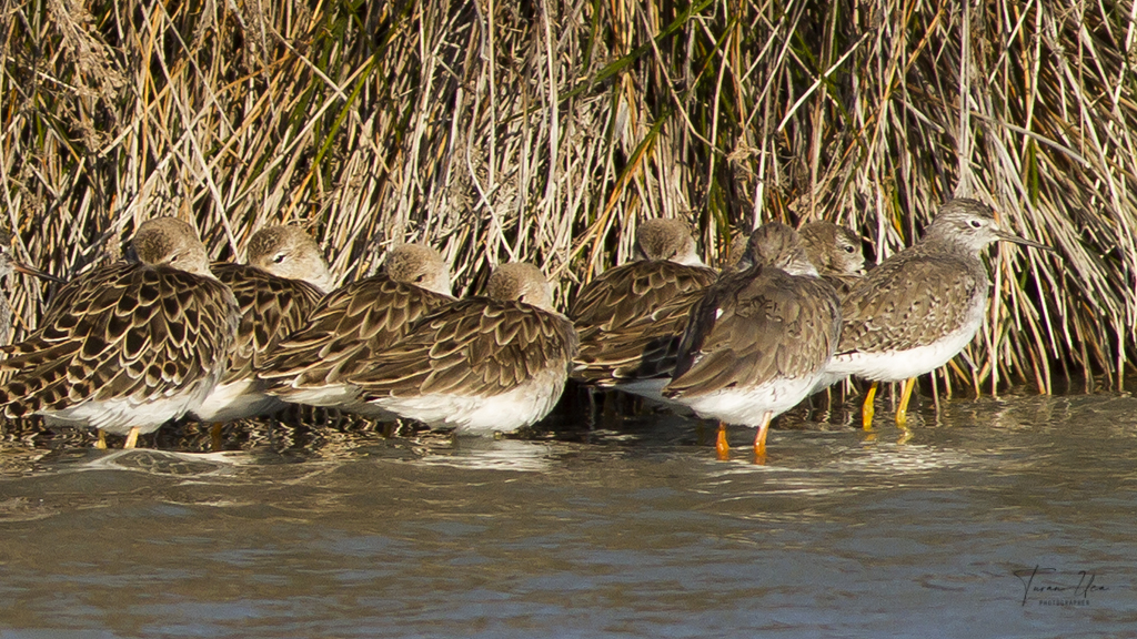 Lesser Yellowlegs