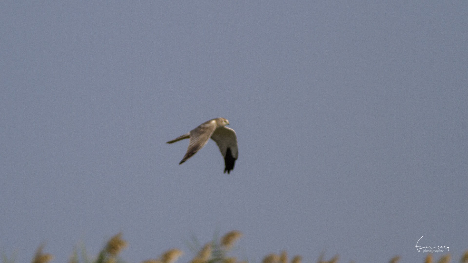 Pallid Harrier — Ana fotoğraf