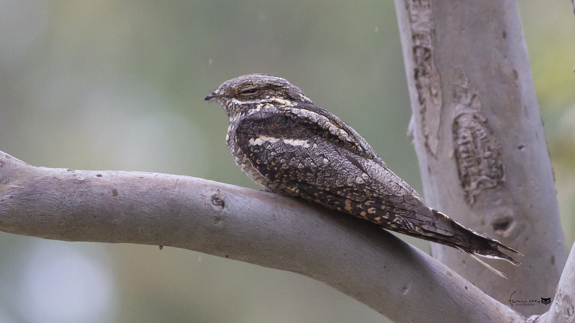 European Nightjar