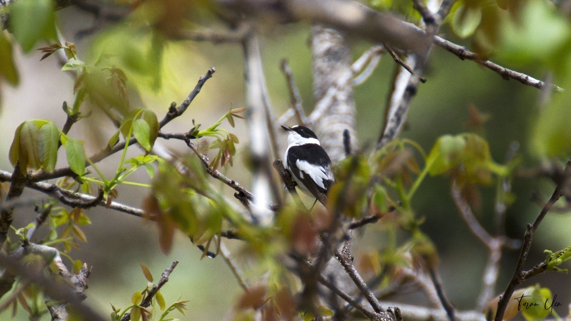 Collared Flycatcher