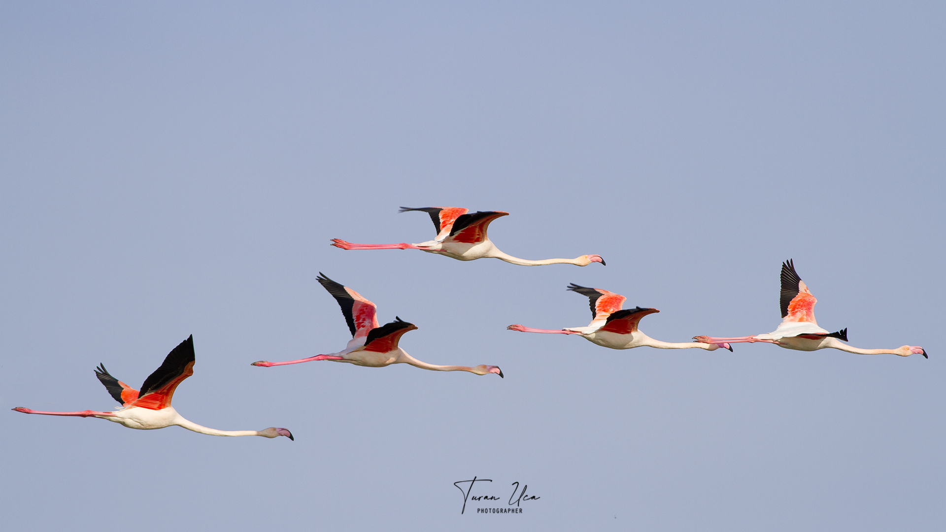 Greater Flamingo — Ana fotoğraf
