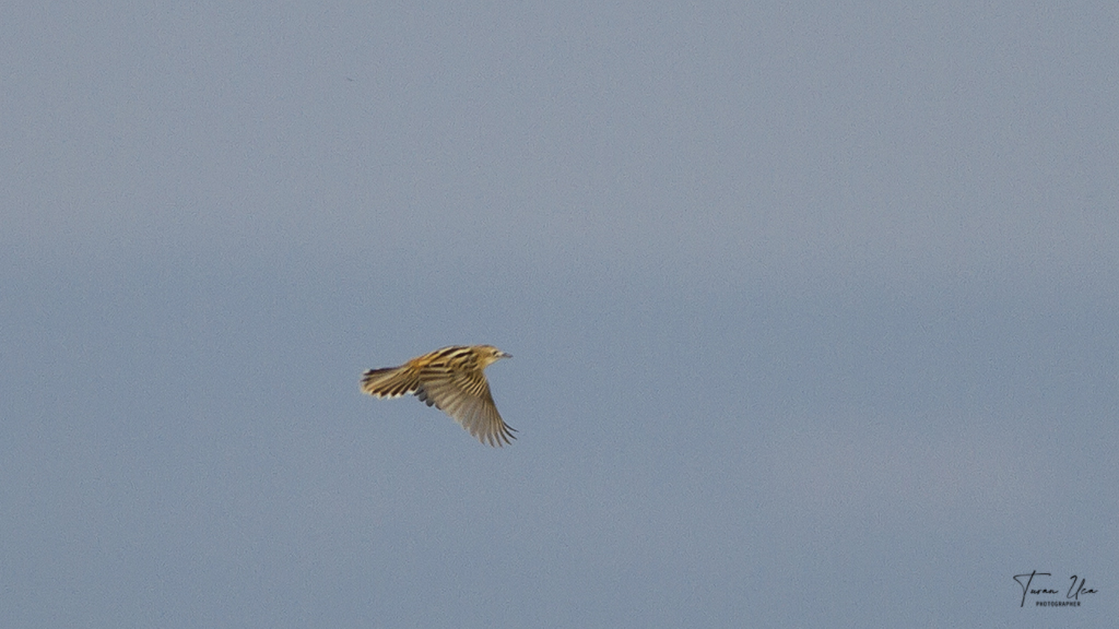 Zitting Cisticola