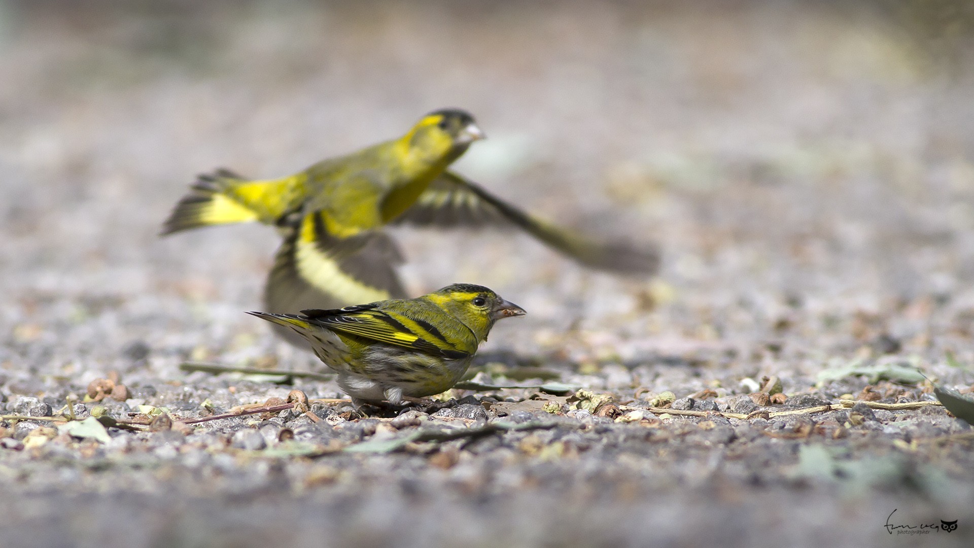 Eurasian Siskin
