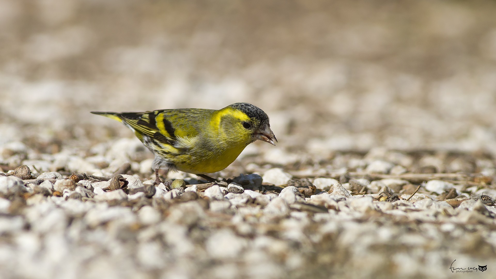 Eurasian Siskin