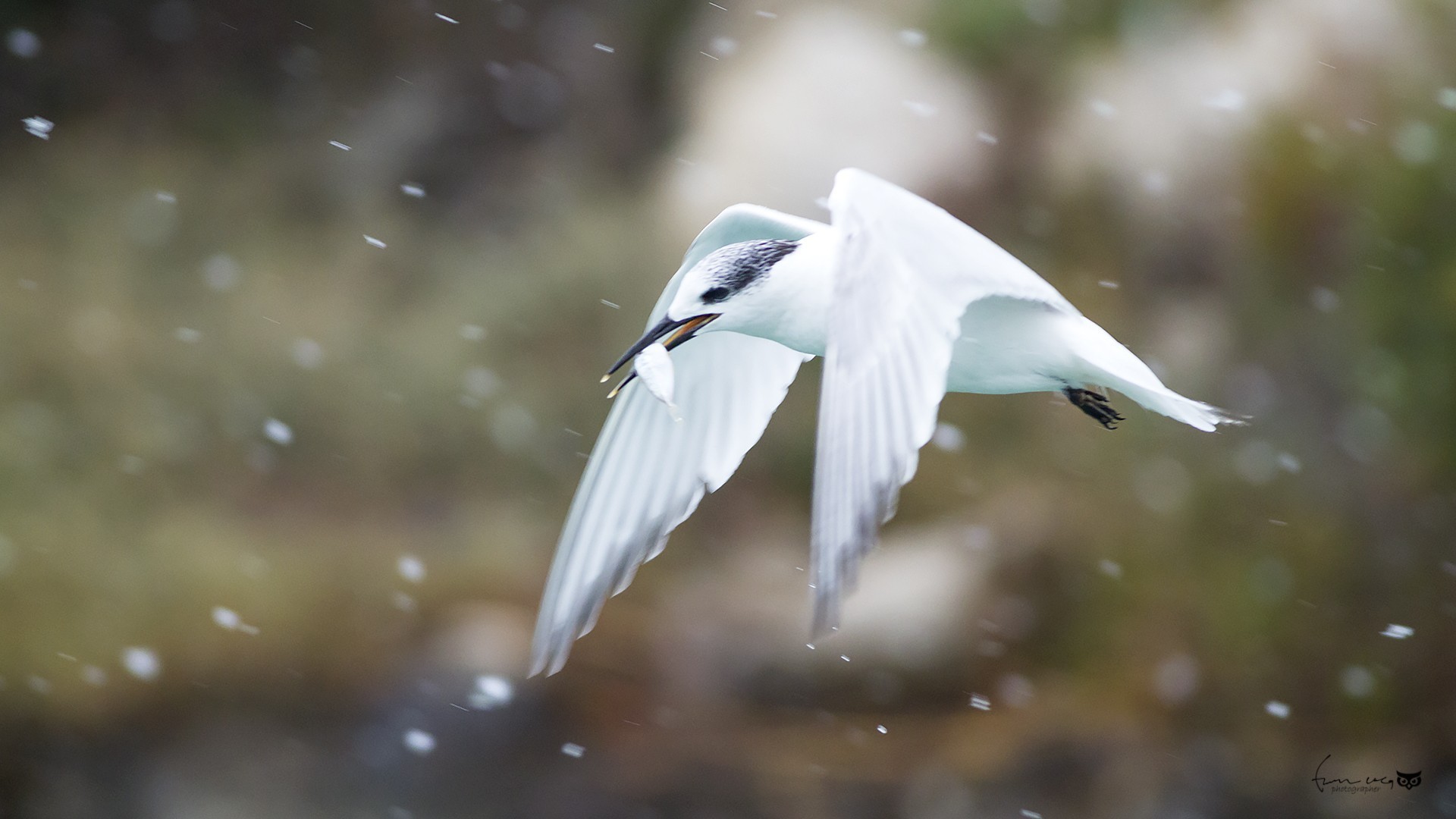 Sandwich Tern