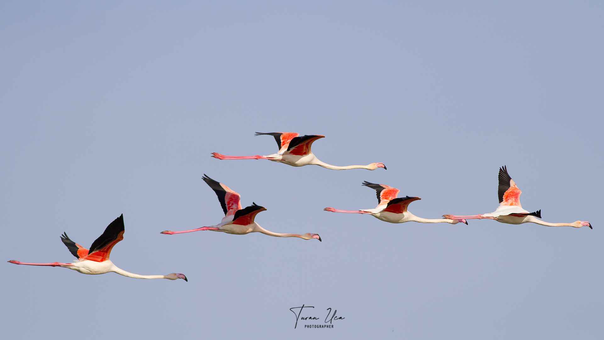 Flamingo