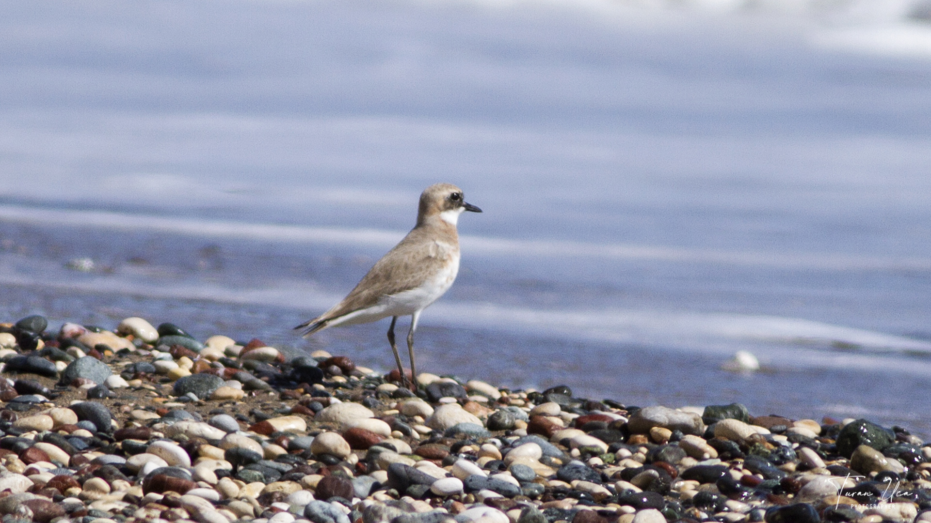 Greater Sand-Plover