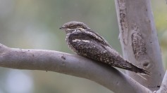 European Nightjar