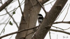 Semi-collared Flycatcher