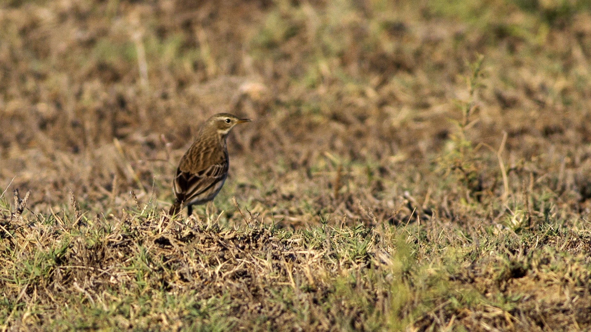 Tawny Pipit