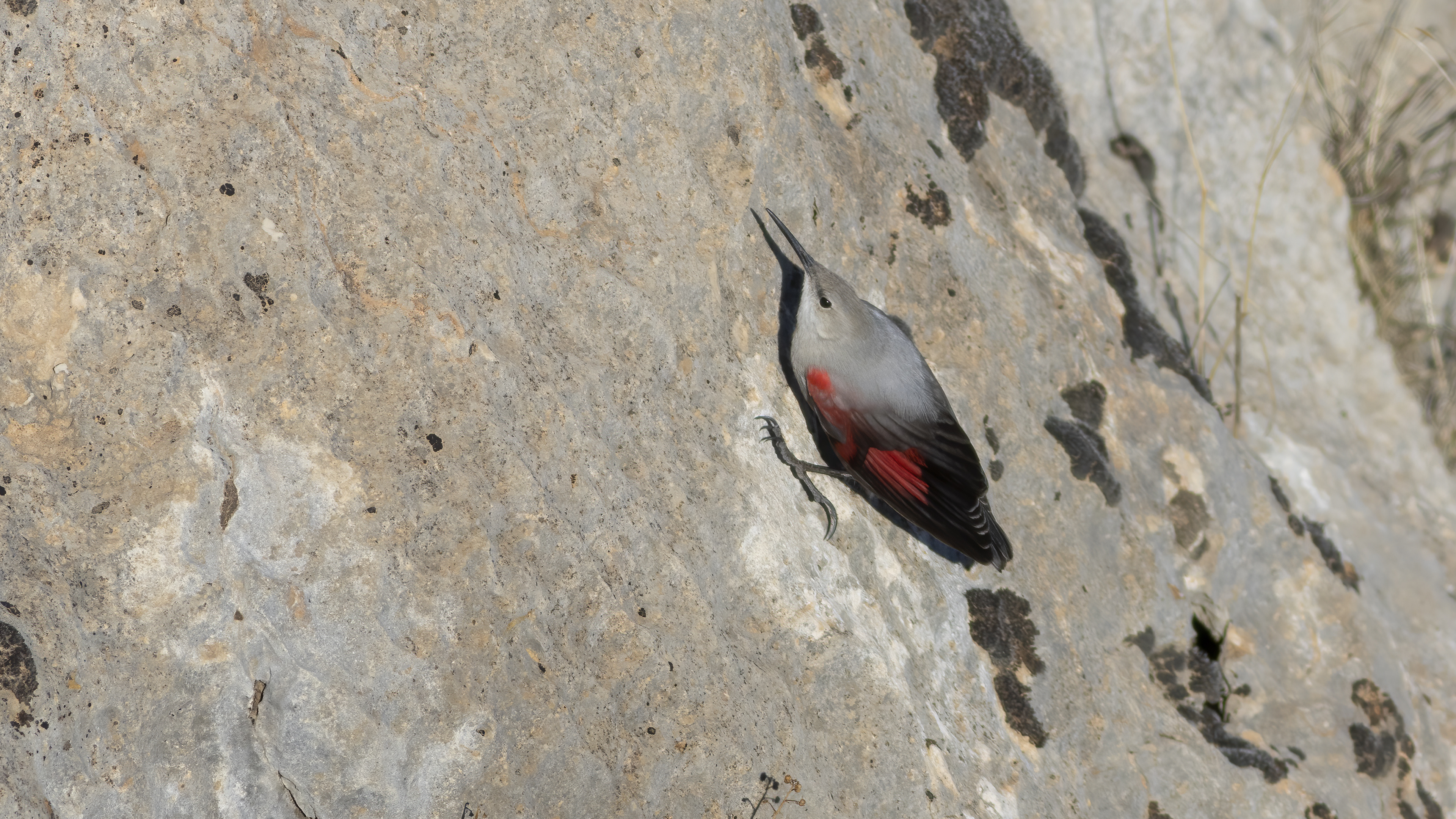 Wallcreeper
