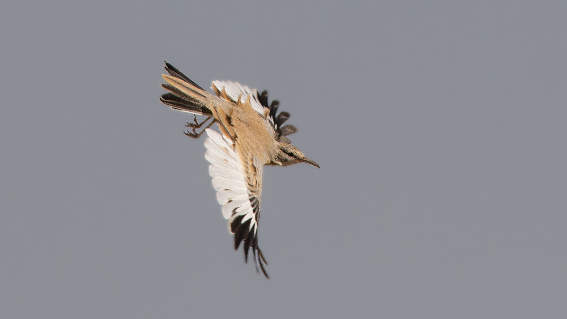 Greater Hoopoe-Lark