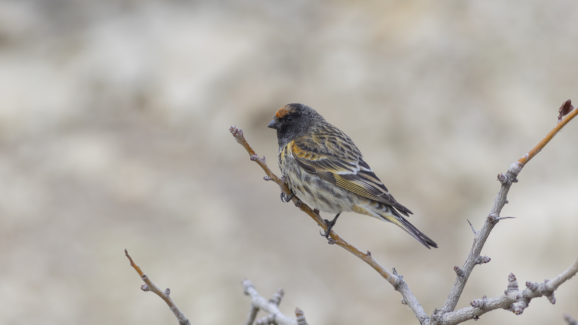 Fire-fronted Serin