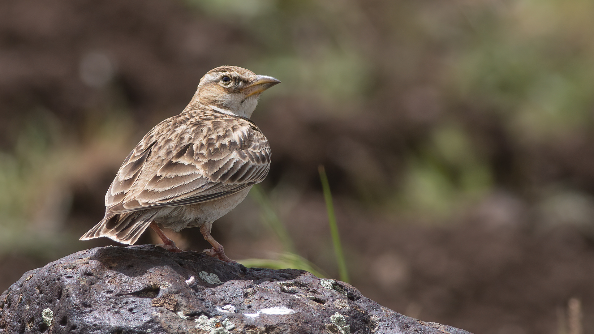 Bimaculated Lark