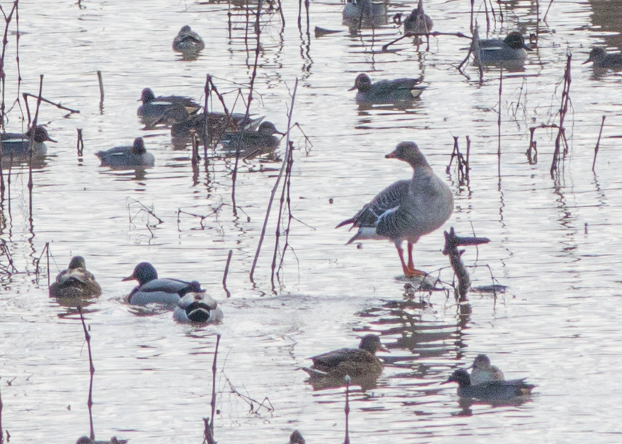 Greater White-fronted Goose